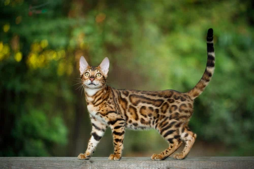 2 bengal jpg jpeg