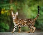 2 bengal jpg jpeg
