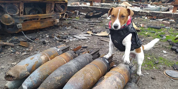 Patron a descoperit aproape 300 de bombe ascunse de ruşi lângă Kiev. Foto: Twitter