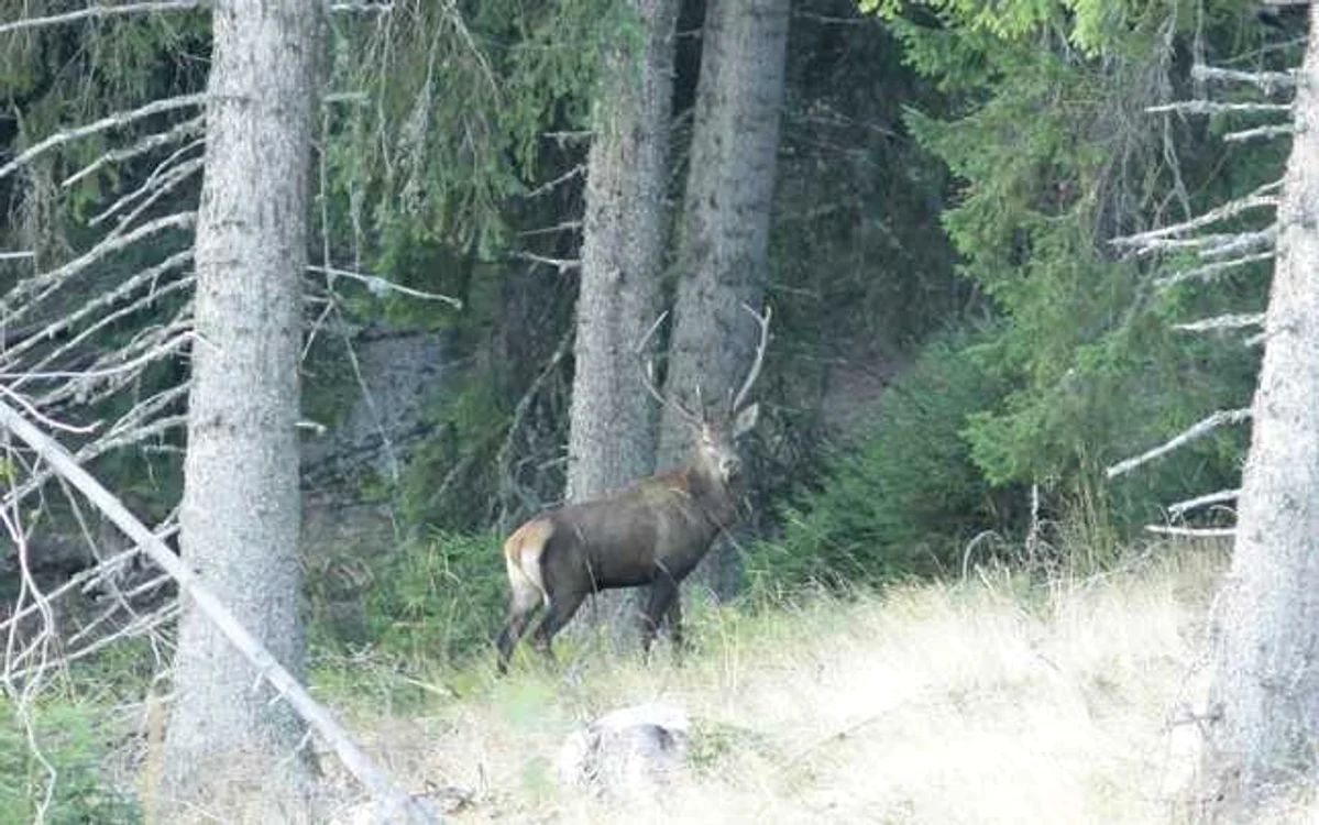 animale padure apuseni