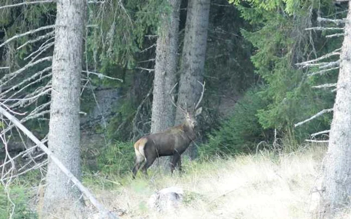 animale padure apuseni