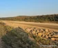 Autostrada Lugoj Deva, in șantier Foto Daniel Guță ADEVĂRUL (20) jpg