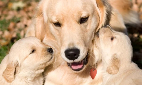 1 57965 original jpg jpeg