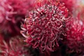 rambutan 8546582 1280 jpg