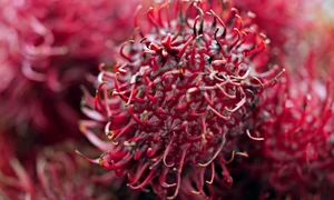 rambutan 8546582 1280 jpg