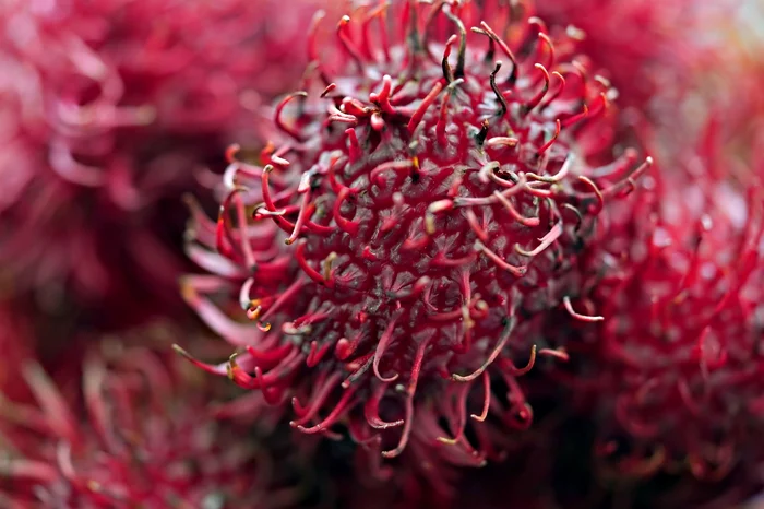 Rambutanul este mai puțin cunoscut în România / foto: Pixabay