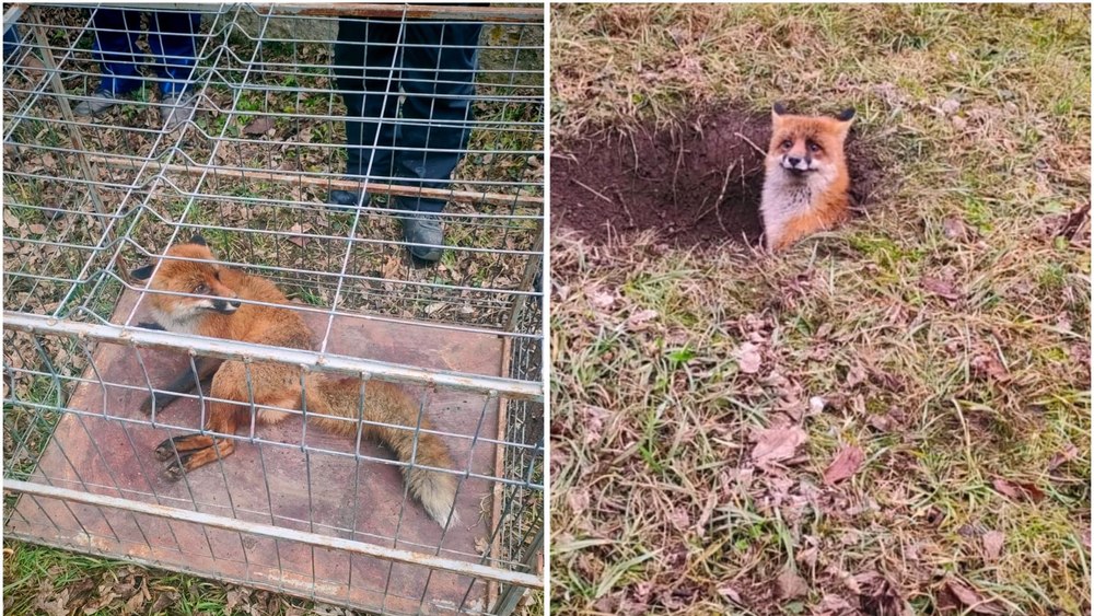 O vulpe blocată în vizuina din curtea unui liceu, salvată de pompieri în Hunedoara. Cum a rămas captivă