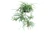 5 planta paianjen shutterstock 1890702484 jpg jpeg