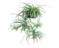 5 planta paianjen shutterstock 1890702484 jpg jpeg