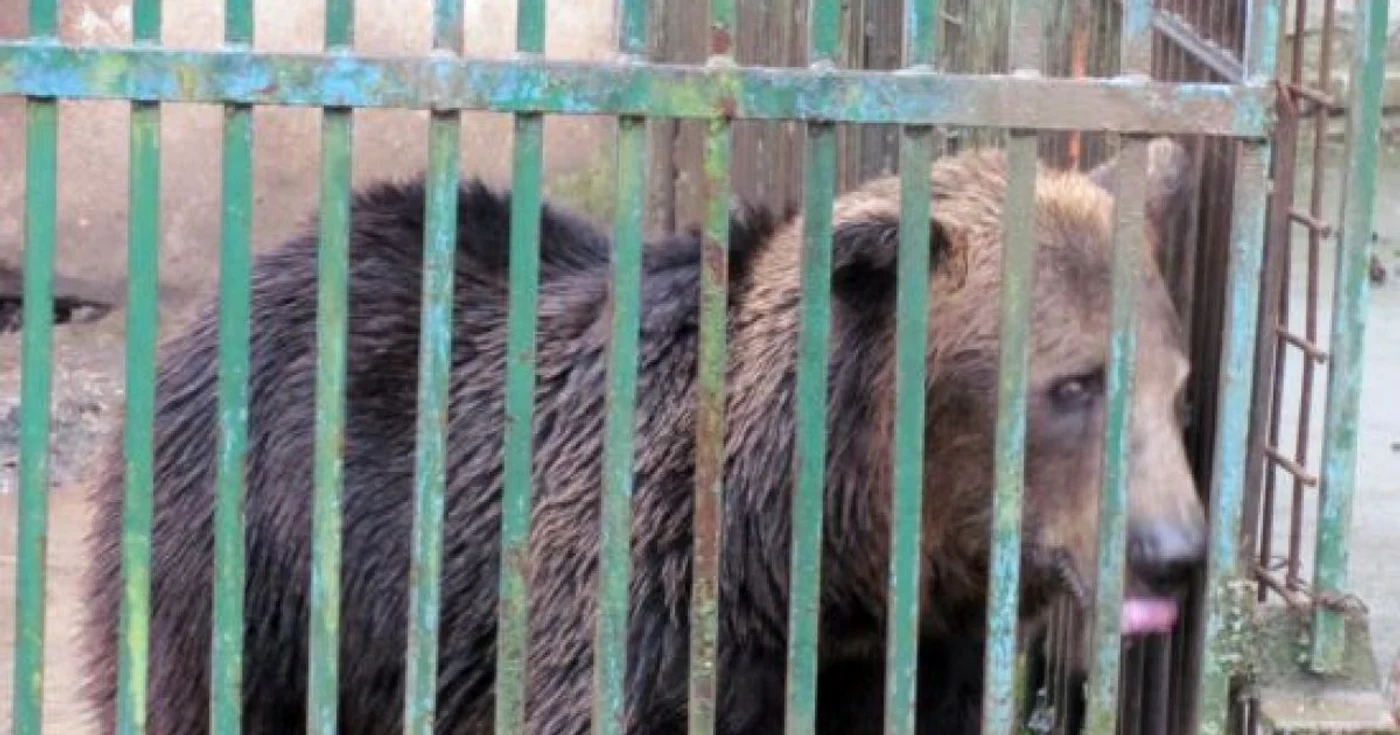 Urşii îşi petrec ultimele zile la Slatina