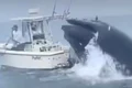 balena jpg