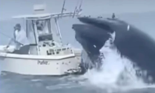 balena jpg
