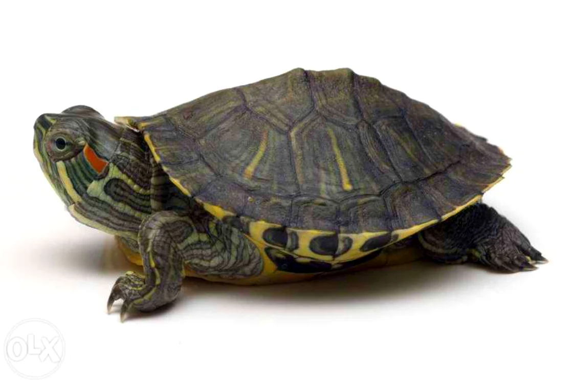 Broscuţele pot trăi chiar şi 75 de ani