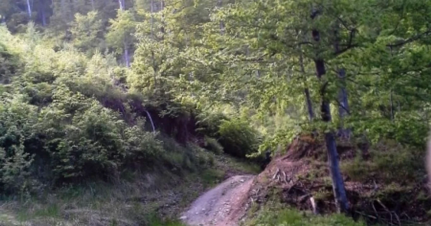 Pătrunsa