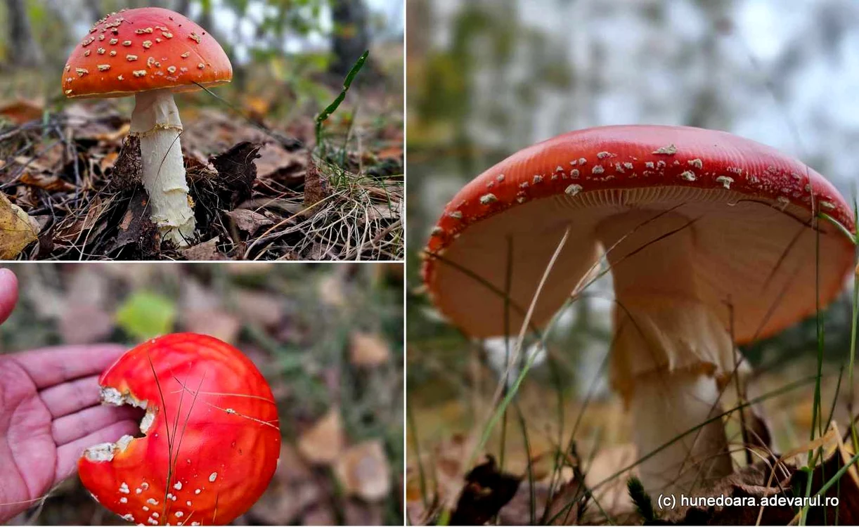 Ciuperca Amanita Muscaria. Foto: Daniel Guță ADEVĂRUL
