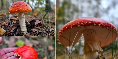 Ciuperci Amanita Muscaria Foto Daniel Guță ADEVĂRUL (5) jpg
