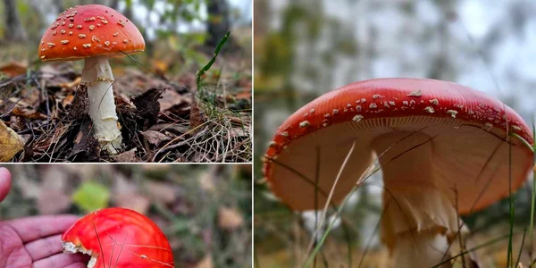 Ciuperci Amanita Muscaria Foto Daniel Guță ADEVĂRUL (5) jpg