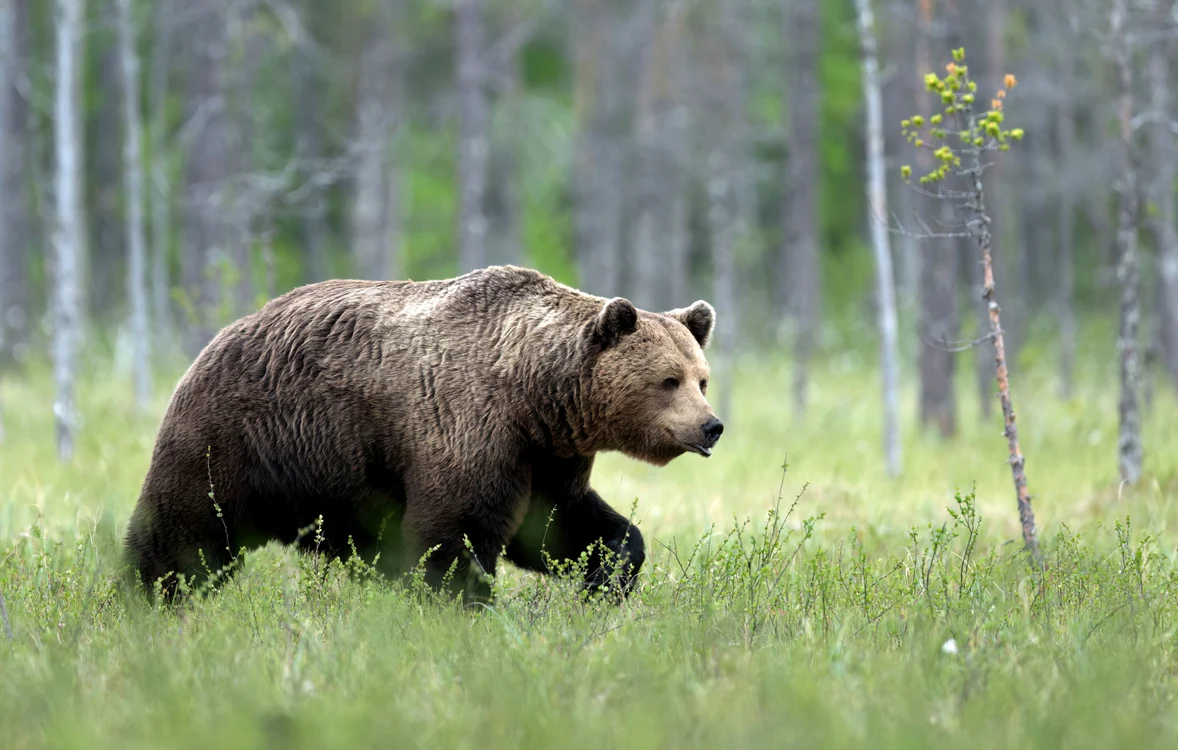 Un urs a fost observat de mai multe ori în zona comunei Gruiu, din județul Ilfov. FOTO Shutterstock 