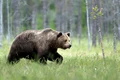 Urs brun în pădure FOTO Shutterstock
