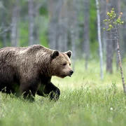 Urs brun în pădure FOTO Shutterstock