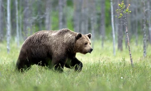 Urs brun în pădure FOTO Shutterstock