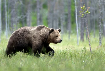 Urs brun în pădure FOTO Shutterstock