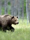 Urs brun în pădure FOTO Shutterstock