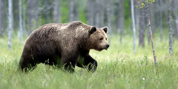 Urs brun în pădure FOTO Shutterstock