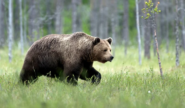 Urs brun în pădure FOTO Shutterstock