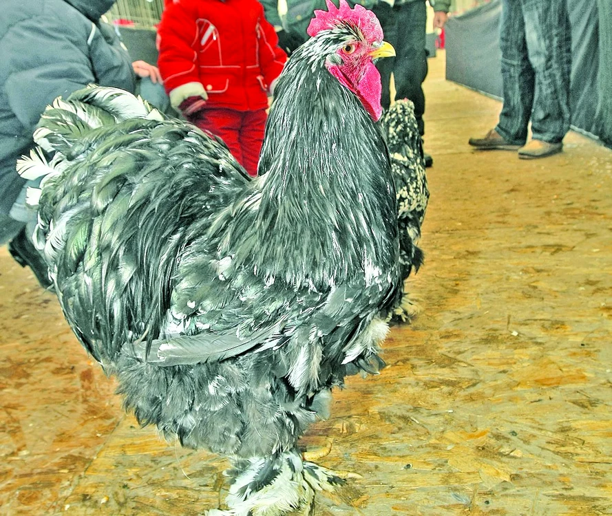 
    Cocoşul Aurică are  un an şi de câteva  luni e campionul  României  