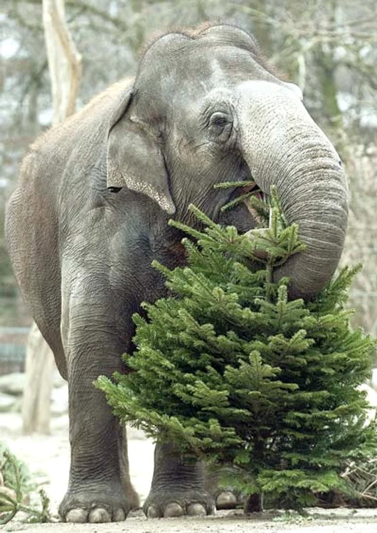 “Hopaa sus, că te-nghit acu’!’