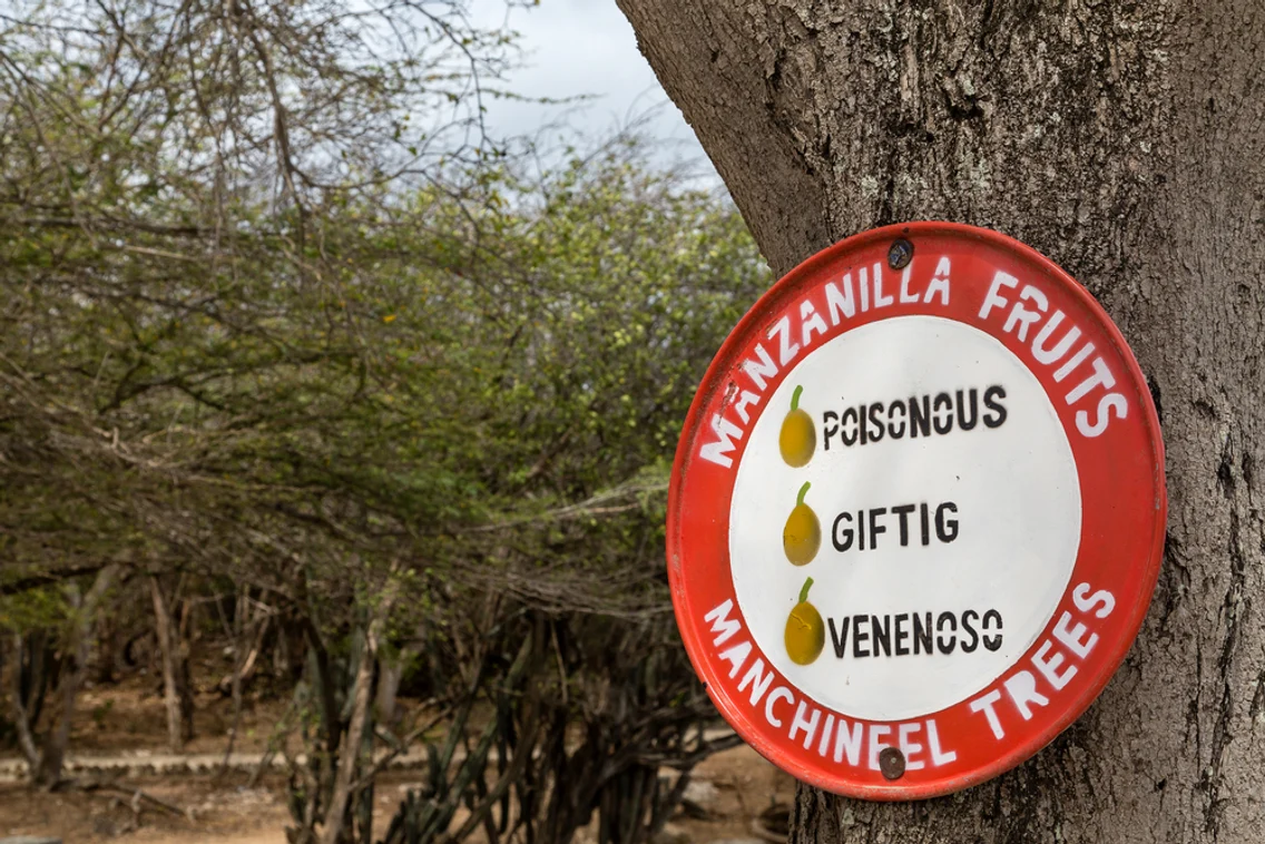 Manchineel 2 jpg