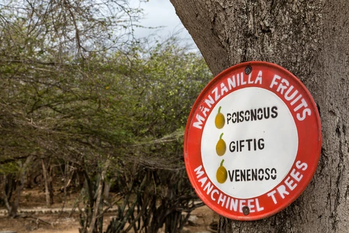 Manchineel 2 jpg