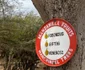 Manchineel 2 jpg