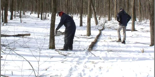 Bărbaţii au tăiat 12 copaci din pădure, fără a avea autorizaţie