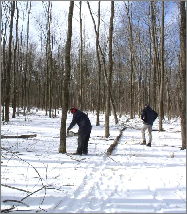 Bărbaţii au tăiat 12 copaci din pădure, fără a avea autorizaţie