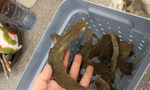 Tezaurul descoperit la Kojetín (© Archeologické centrum Olomouc)