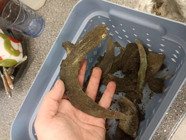 Tezaurul descoperit la Kojetín (© Archeologické centrum Olomouc)  