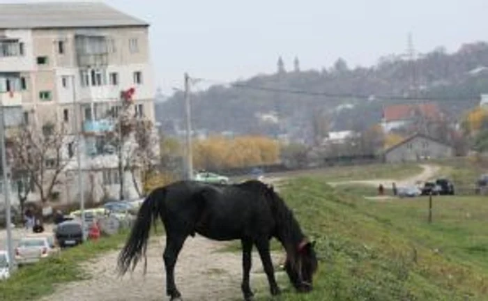 Cartierul Dacia în imagini