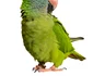 2 papagal shutterstock 134565680 jpg jpeg