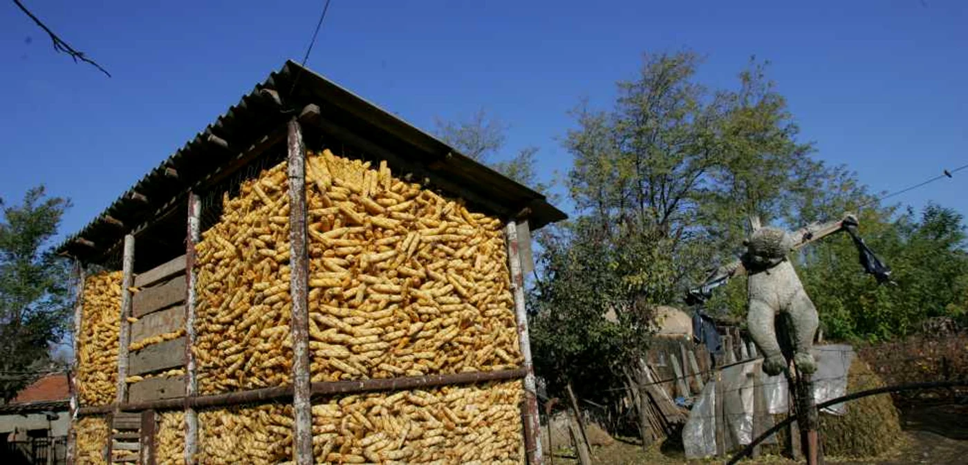 Bărbatul cumpăra cereale de la gospodari din Timiş