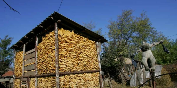 Bărbatul cumpăra cereale de la gospodari din Timiş