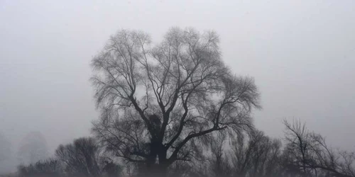 O ceaţă densă învăluie peisajul din apropierea micului sat bavarez Puchheim din sudul Germaniei FOTO AFP / Christof Stache