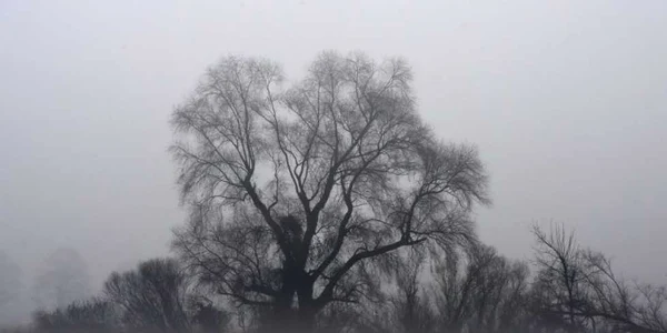 O ceaţă densă învăluie peisajul din apropierea micului sat bavarez Puchheim din sudul Germaniei FOTO AFP / Christof Stache