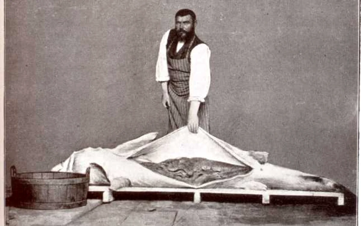 Femelă de morun FOTO Album Grigore Antipa 1916