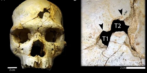 Craniul primei persoane omorâte din istorie. FOTO IBTimes UK