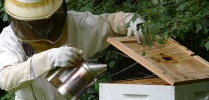 Galati: Producţia de miere de salcâm a scăzut la jumătate