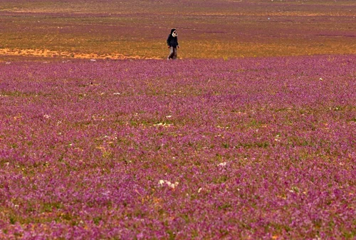 Deșertul din Arabia Saudită, acoperit cu flori mov FOTO AFP