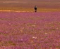 Deșertul din Arabia Saudită, acoperit cu flori mov FOTO AFP