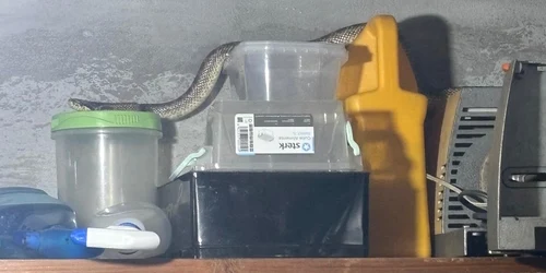 Balaur dobrogean găsit într o locuință Foto Jandarmeria Constanța jpg